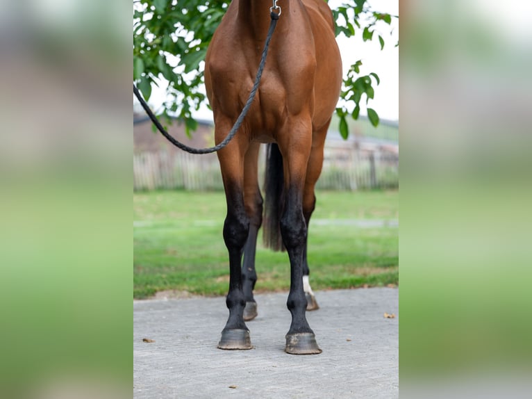 Anglo European Studbook Stute 4 Jahre 160 cm Brauner in GROTE-BROGEL