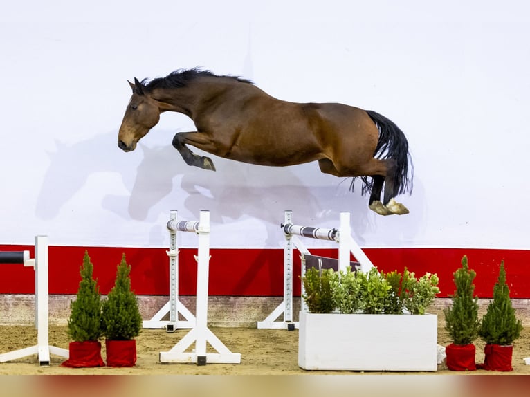 Anglo European Studbook Stute 4 Jahre 160 cm Brauner in Waddinxveen