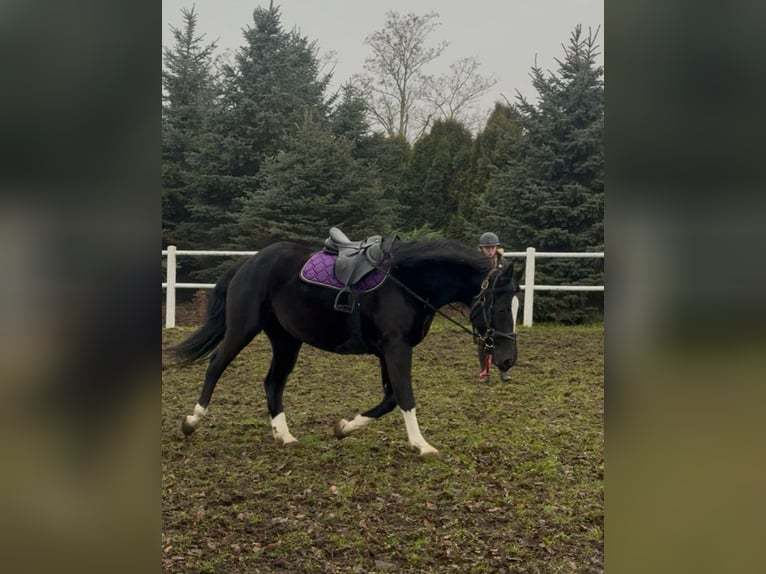 Anglo European Studbook Stute 4 Jahre 160 cm Rappe in Poznań