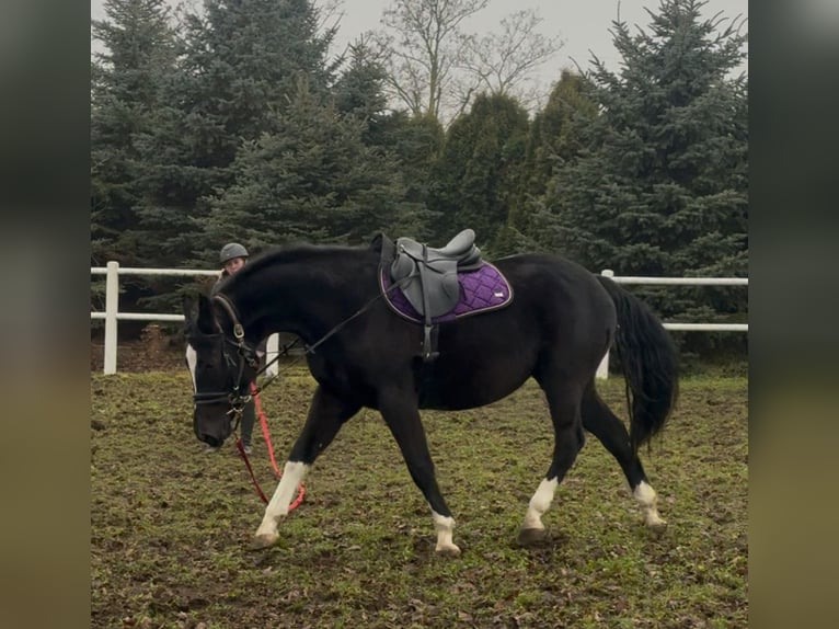Anglo European Studbook Stute 4 Jahre 160 cm Rappe in Poznań