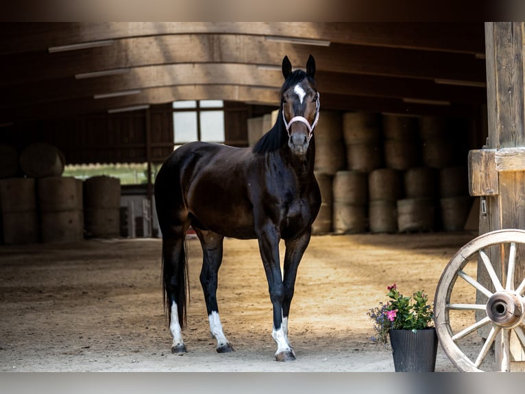 Anglo European Studbook Stute 4 Jahre 162 cm Dunkelbrauner in Donaueschingen