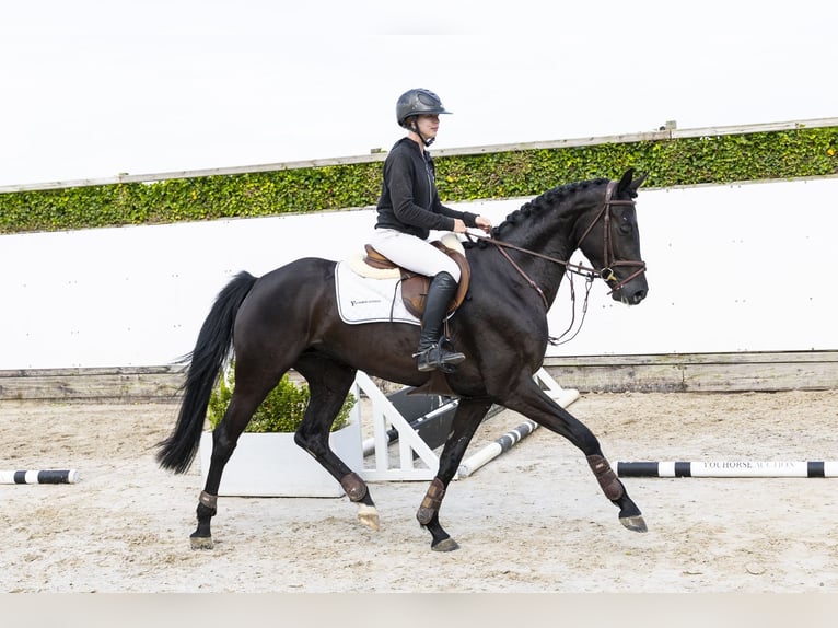 Anglo European Studbook Stute 4 Jahre 163 cm Dunkelbrauner in Waddinxveen