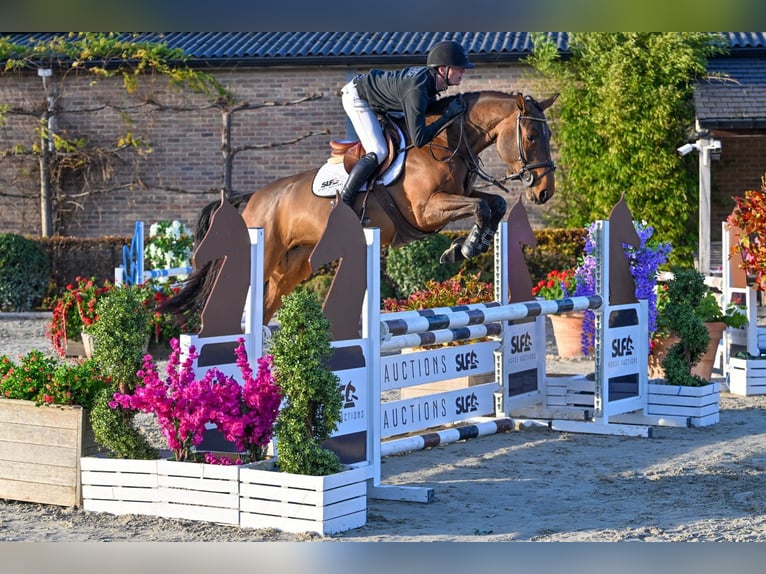 Anglo European Studbook Stute 4 Jahre 165 cm Brauner in Bladel