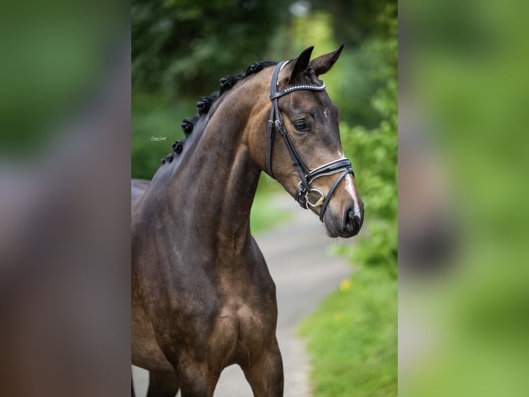 Anglo European Studbook Stute 4 Jahre 165 cm Dunkelbrauner in Maren-Kessel