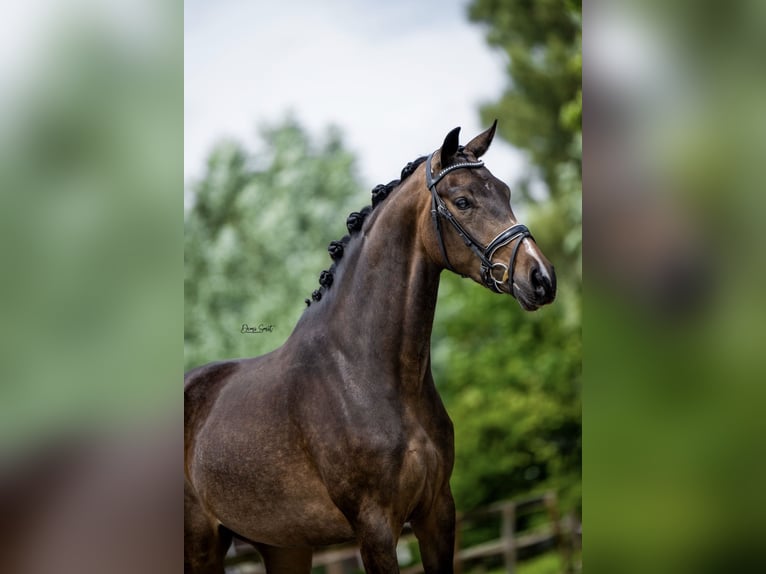 Anglo European Studbook Stute 4 Jahre 165 cm Dunkelbrauner in Maren-Kessel