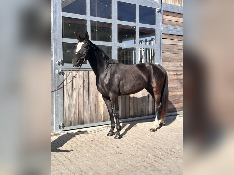 Anglo European Studbook Stute 4 Jahre 165 cm Rappe in Leipzig