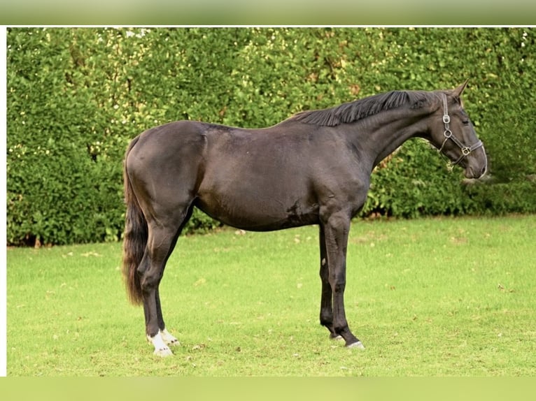 Anglo European Studbook Stute 4 Jahre 165 cm Schwarzbrauner in Mysłowice