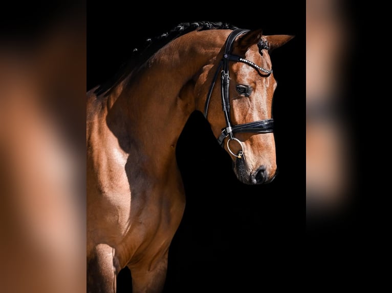 Anglo European Studbook Stute 4 Jahre 166 cm Brauner in le pin