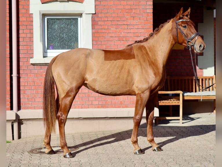 Anglo European Studbook Stute 4 Jahre 166 cm Fuchs in Einbeck