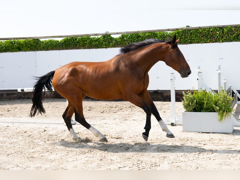 Anglo European Studbook Stute 4 Jahre 167 cm Brauner in Waddinxveen
