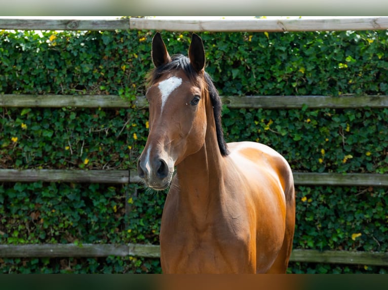 Anglo European Studbook Stute 4 Jahre 167 cm Brauner in Waddinxveen