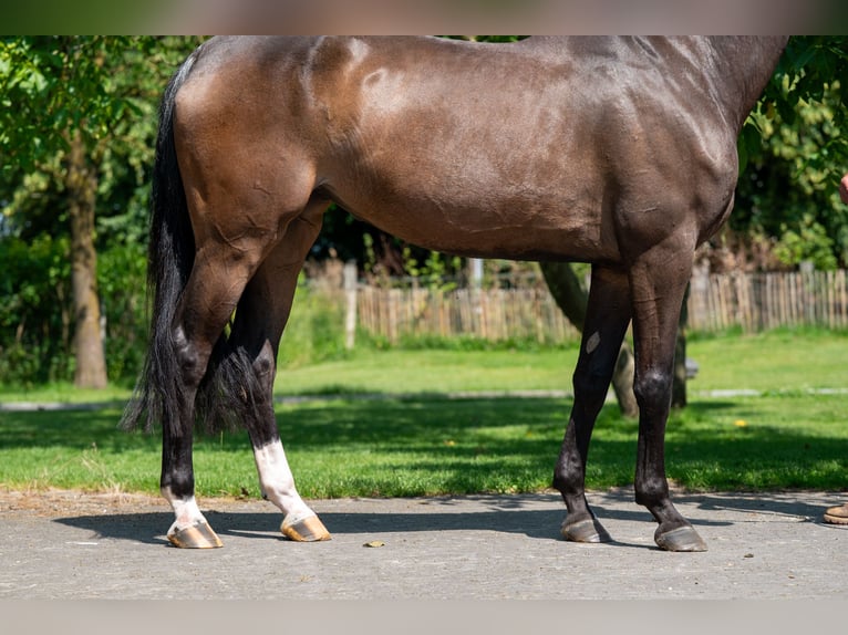Anglo European Studbook Stute 4 Jahre 168 cm Brauner in GROTE-BROGEL