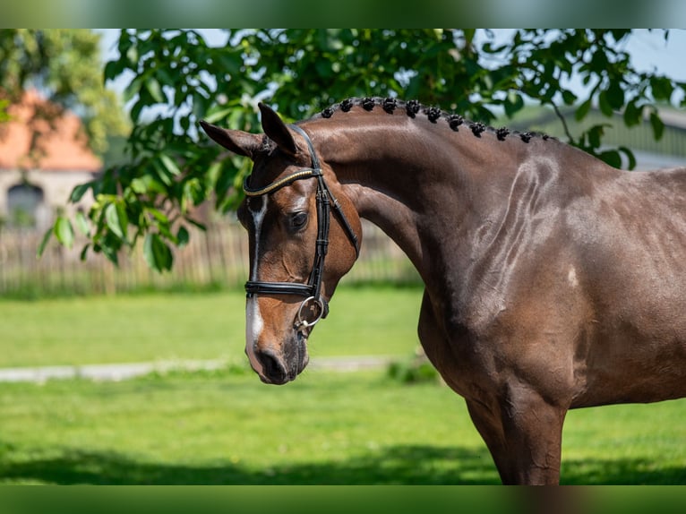 Anglo European Studbook Stute 4 Jahre 168 cm Brauner in GROTE-BROGEL