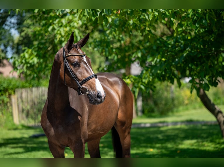 Anglo European Studbook Stute 4 Jahre 168 cm Brauner in GROTE-BROGEL