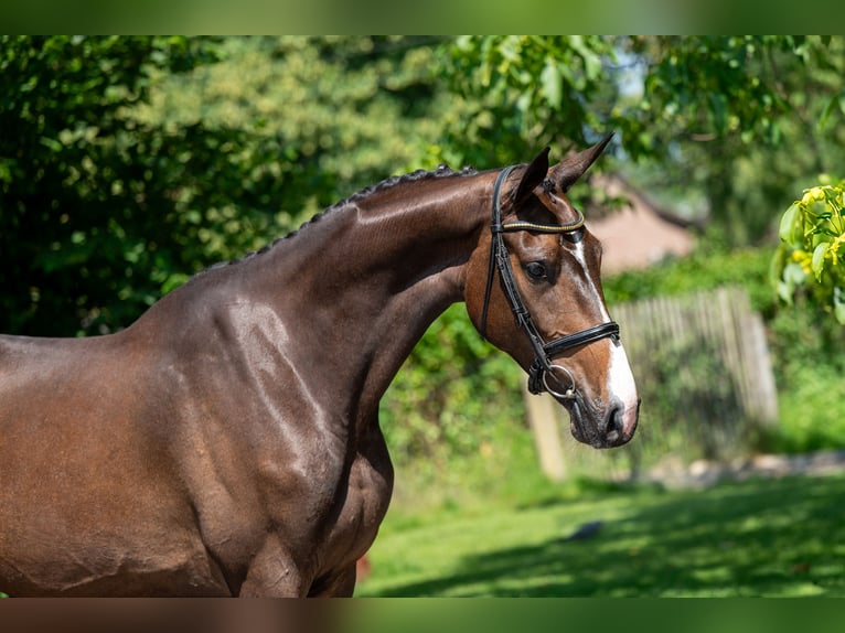 Anglo European Studbook Stute 4 Jahre 168 cm Brauner in GROTE-BROGEL