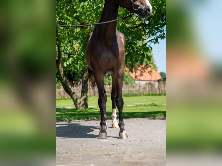 Anglo European Studbook Stute 4 Jahre 168 cm Brauner in GROTE-BROGEL