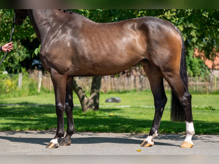 Anglo European Studbook Stute 4 Jahre 168 cm Brauner in GROTE-BROGEL