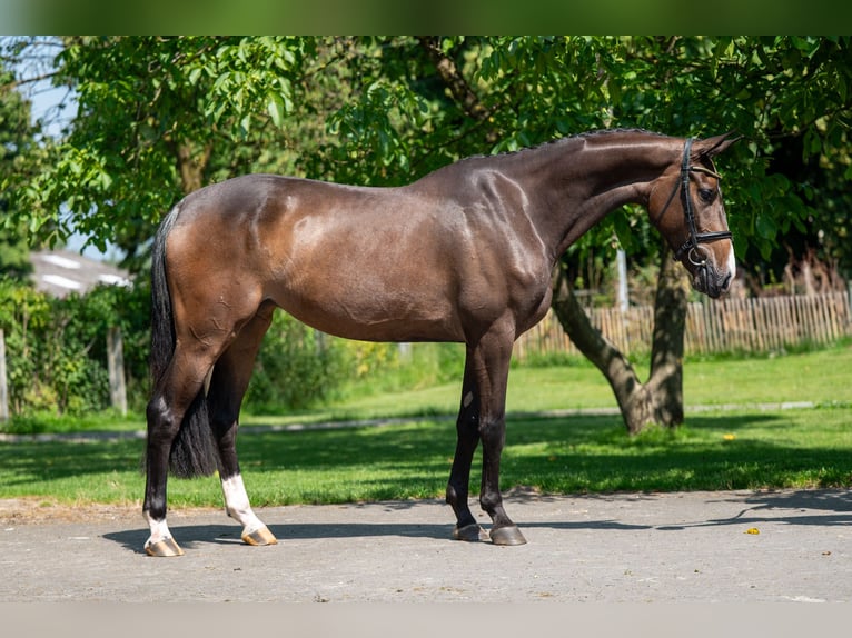 Anglo European Studbook Stute 4 Jahre 168 cm Brauner in GROTE-BROGEL