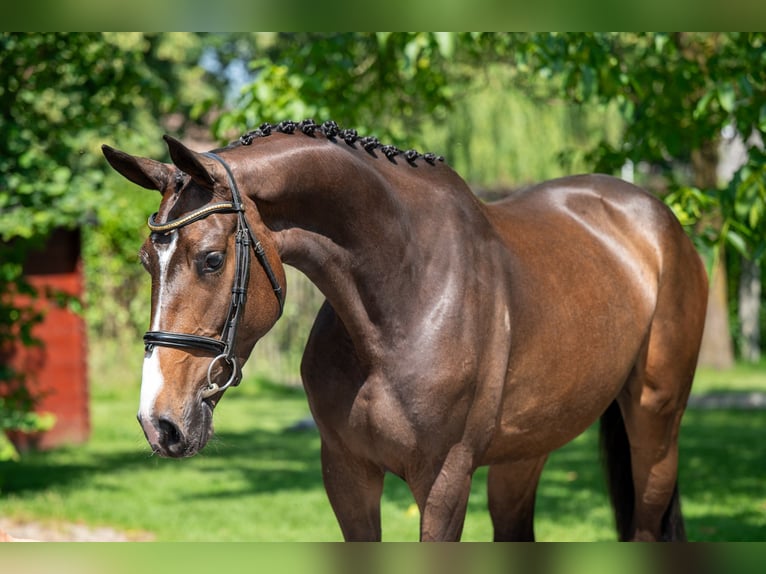 Anglo European Studbook Stute 4 Jahre 168 cm Brauner in GROTE-BROGEL