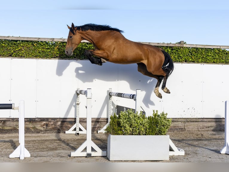 Anglo European Studbook Stute 4 Jahre 168 cm Brauner in Waddinxveen