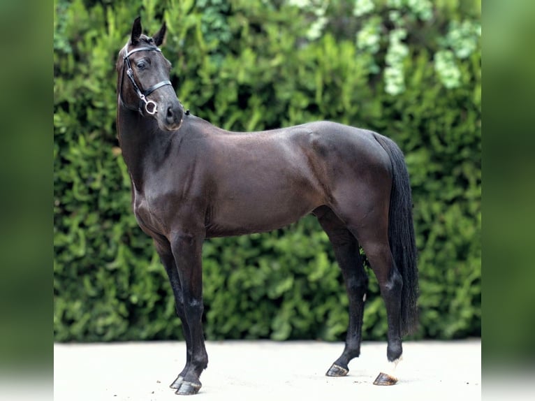Anglo European Studbook Stute 4 Jahre 168 cm Rappe in Senovo