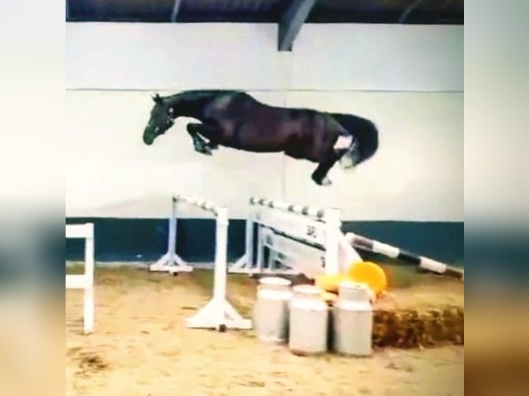 Anglo European Studbook Stute 4 Jahre 168 cm Rappe in Senovo