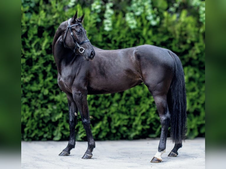 Anglo European Studbook Stute 4 Jahre 168 cm Rappe in Senovo