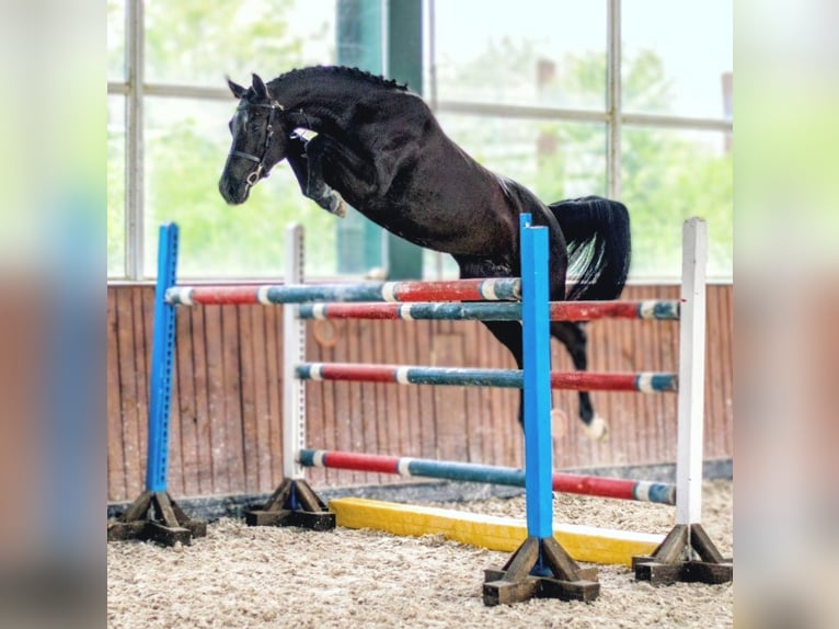 Anglo European Studbook Stute 4 Jahre 168 cm Rappe in Senovo