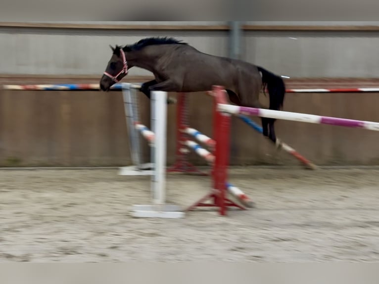 Anglo European Studbook Stute 4 Jahre 168 cm Schwarzbrauner in Zieuwent