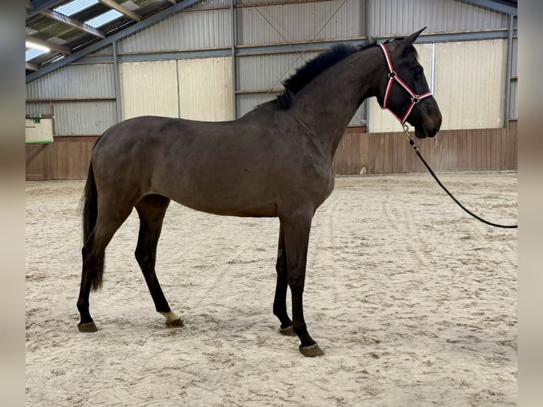 Anglo European Studbook Stute 4 Jahre 169 cm Schwarzbrauner in Zieuwent