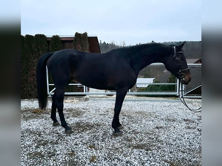 Anglo European Studbook Stute 4 Jahre 170 cm Dunkelbrauner in Regau