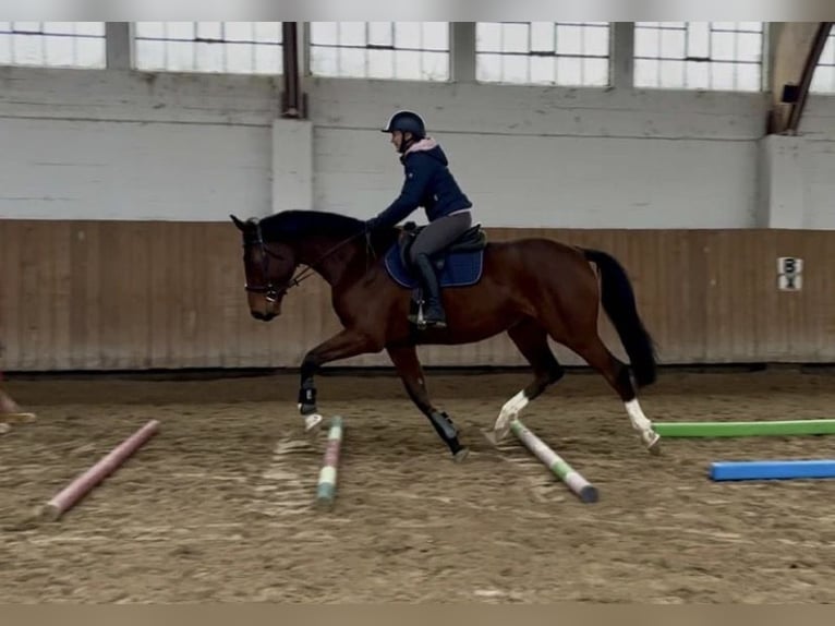 Anglo European Studbook Stute 4 Jahre 173 cm Brauner in Fort Worth