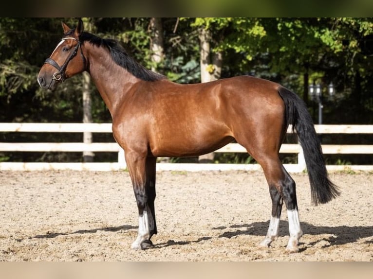 Anglo European Studbook Stute 4 Jahre 173 cm Brauner in Fort Worth