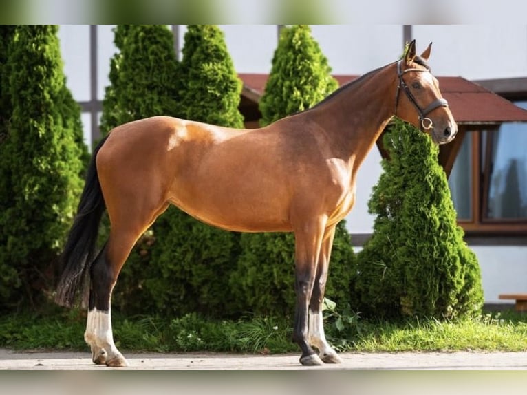 Anglo European Studbook Stute 4 Jahre 173 cm Brauner in Fort Worth