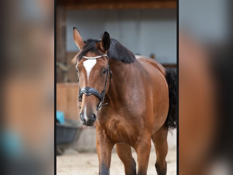 Anglo European Studbook Stute 4 Jahre 173 cm Brauner in Fort Worth