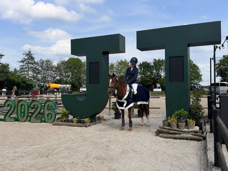 Anglo European Studbook Stute 5 Jahre 143 cm Dunkelfuchs in EdeEde