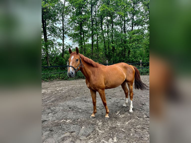 Anglo European Studbook Stute 5 Jahre 160 cm Fuchs in Hamm