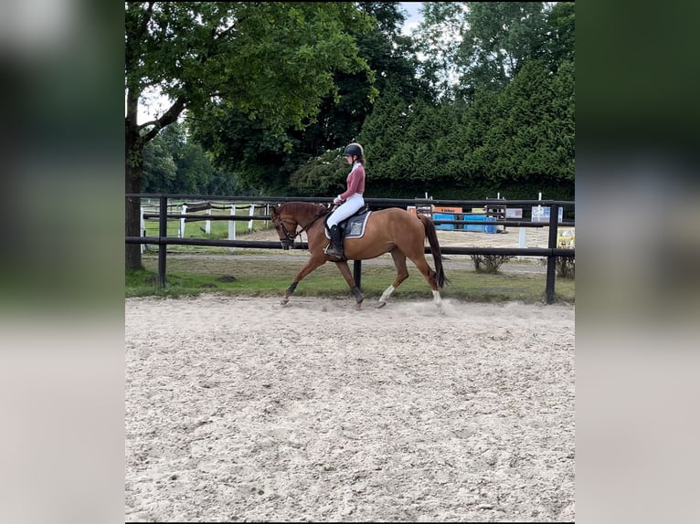 Anglo European Studbook Stute 5 Jahre 160 cm Fuchs in Hamm