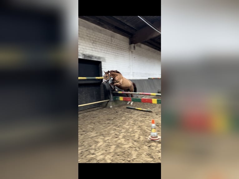 Anglo European Studbook Stute 5 Jahre 160 cm Fuchs in Hamm