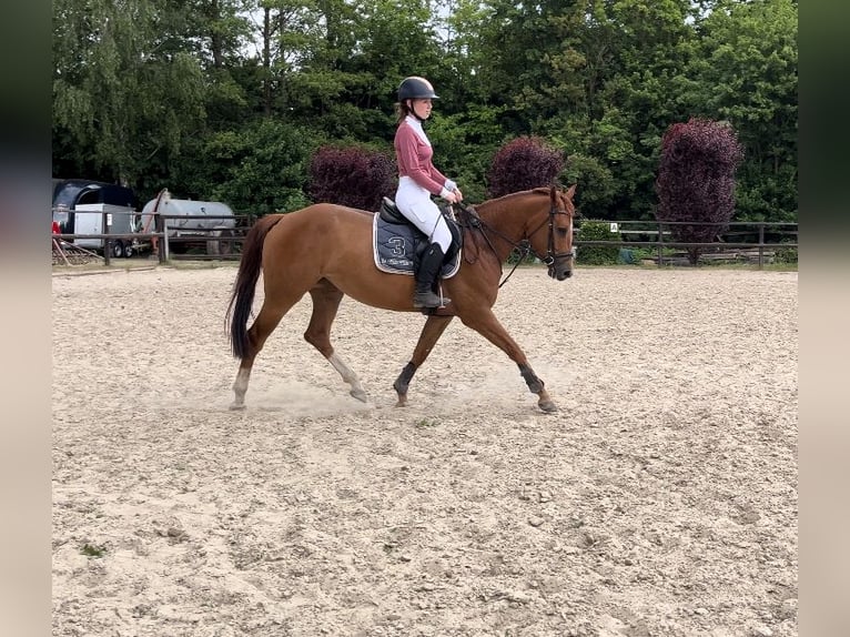 Anglo European Studbook Stute 5 Jahre 160 cm Fuchs in Hamm