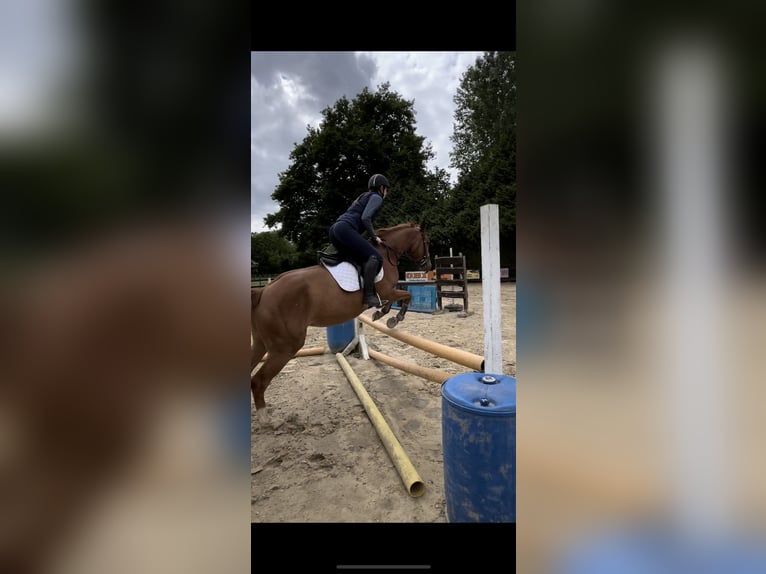 Anglo European Studbook Stute 5 Jahre 160 cm Fuchs in Hamm