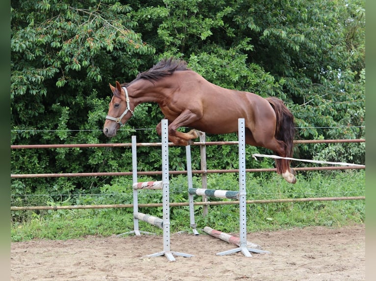 Anglo European Studbook Stute 5 Jahre 163 cm Dunkelfuchs in Westervoort