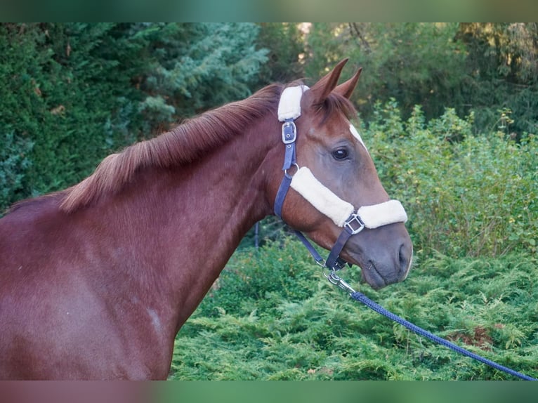 Anglo European Studbook Stute 5 Jahre 163 cm Fuchs in Alcorcon