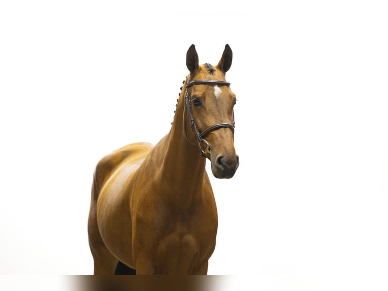 Anglo European Studbook Stute 5 Jahre 164 cm Brauner in Waddinxveen Anglo European Studbook Stute 5 Jahre 164 cm Brauner in Waddinxveen