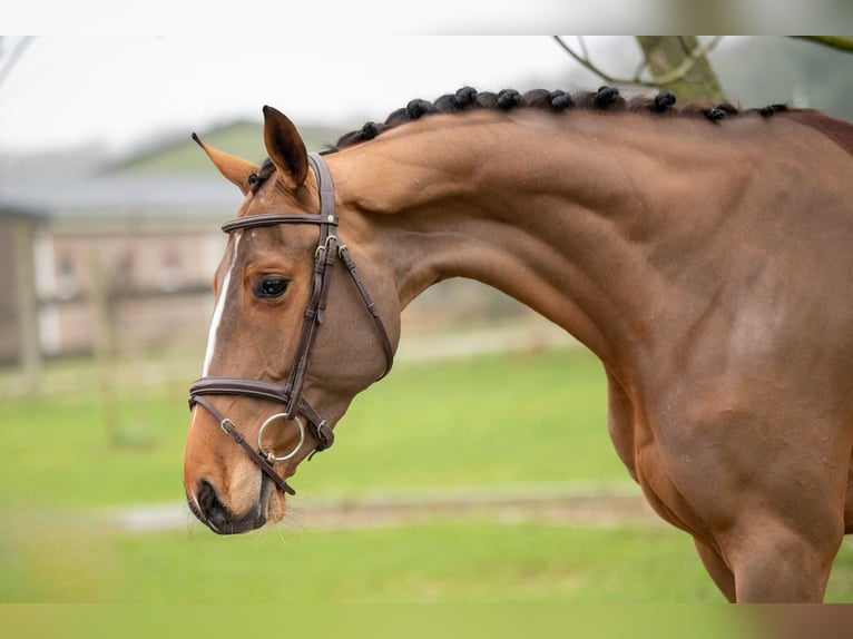 Anglo European Studbook Stute 5 Jahre 164 cm Fuchs in GROTE-BROGEL