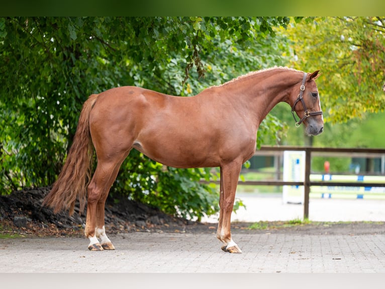 Anglo European Studbook Stute 5 Jahre 164 cm Fuchs in Kaulille