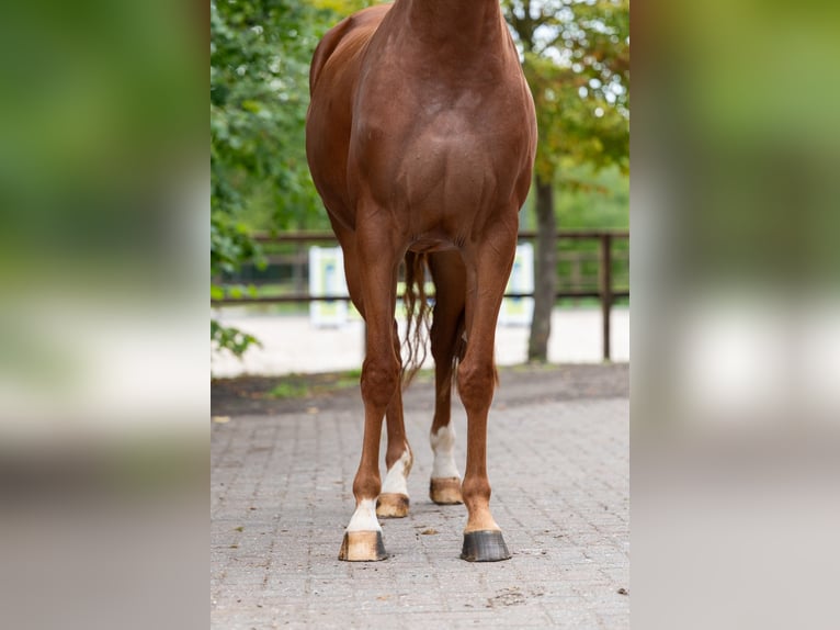 Anglo European Studbook Stute 5 Jahre 164 cm Fuchs in Kaulille
