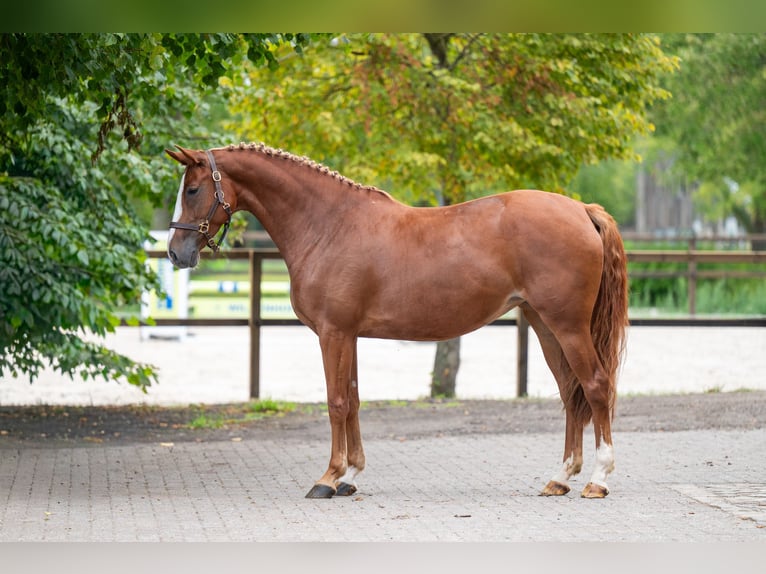 Anglo European Studbook Stute 5 Jahre 164 cm Fuchs in Kaulille