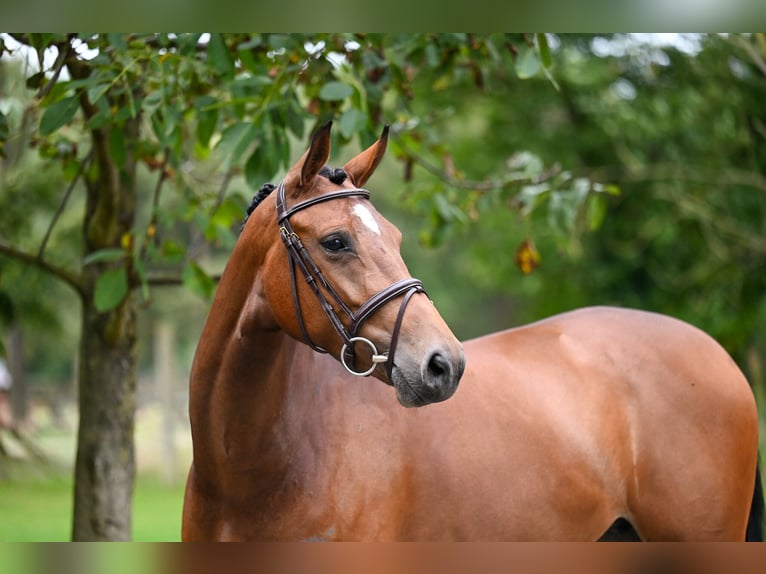 Anglo European Studbook Stute 5 Jahre 165 cm Brauner in GROTE-BROGEL