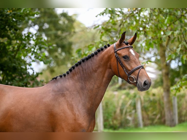 Anglo European Studbook Stute 5 Jahre 165 cm Brauner in GROTE-BROGEL